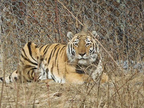 Инспектор Росприроднадзора провел профилактический визит в Центр реабилитации тигров и других редких животных