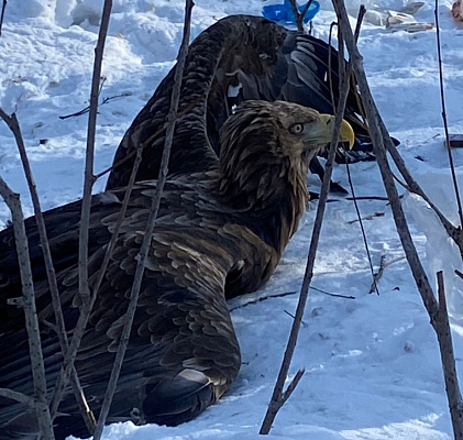 Краснокнижного орлана-белохвоста с поврежденными лапами нашли в селе Ильинка Хабаровского края.