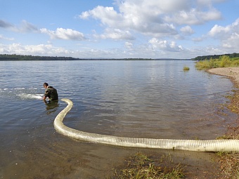 При участии сотрудников Росприроднадзора в Енисей выпустили более 213 тысяч мальков осетра