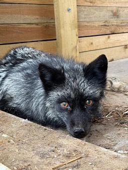 Росприроднадзор организовал передачу трех конфискованных чернобурых лисиц в зоопарк «Аленушка»