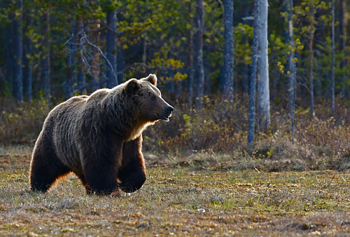 Сотрудники Росприроднадзора зафиксировали стабильное развитие популяции бурого медведя в  Пензенской области