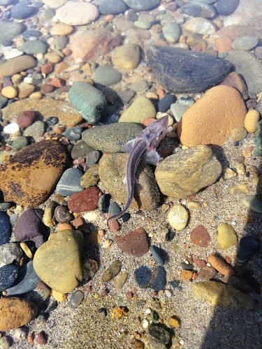 В Красноярском крае сотрудники Росприроднадзора приняли участие в выпуске молоди краснокнижного осетра