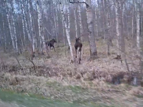 Молодые лоси начали хаотично перемещаются в пределах ареала 