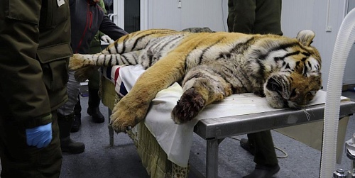 В Приморском крае под контролем сотрудников Росприроднадзора амурский тигр выпущен в естественную среду обитания