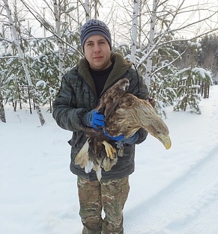 Сотрудники Росприроднадзора приняли участие в изъятии из естественной среды краснокнижного орлана-белохвоста в Елабужском районе Республики Татарстан