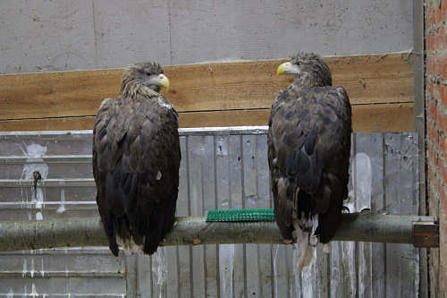 Суд принял решение о конфискации орланов-белохвостов и степного орла, изъятых сотрудниками Росприроднадзора в Кабардино-Балкарской Республике