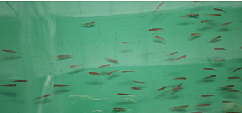 Инспекторы Дальневосточного управления Росприроднадзора приняли участие в проведении учета молоди сахалинского тайменя