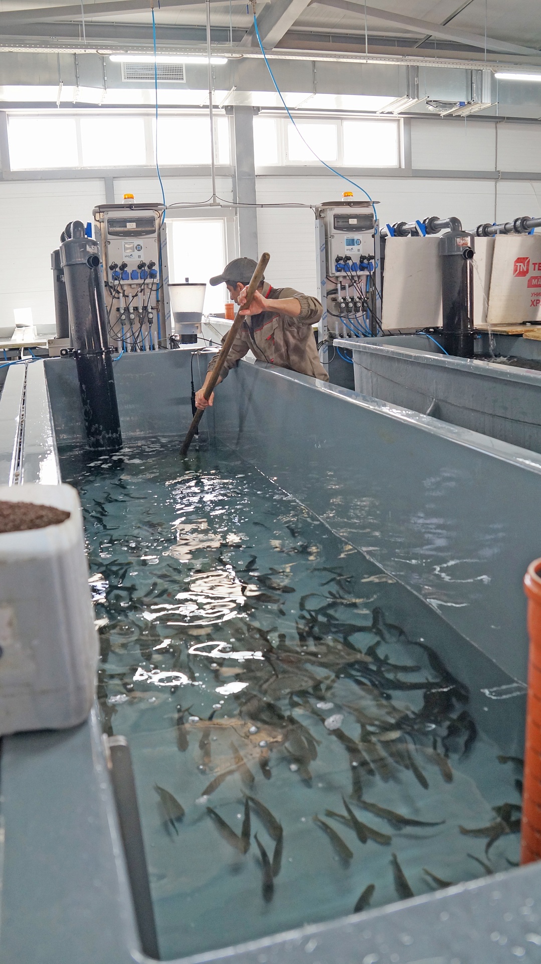 Сотрудники Росприроднадзора в Краснодарском крае приняли участие в выпуске молоди черноморской кумжи в реку Мзымта