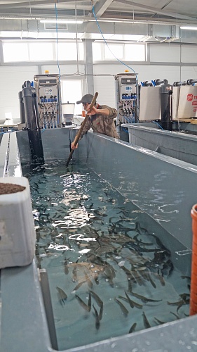 Сотрудники Росприроднадзора в Краснодарском крае приняли участие в выпуске молоди черноморской кумжи в реку Мзымта