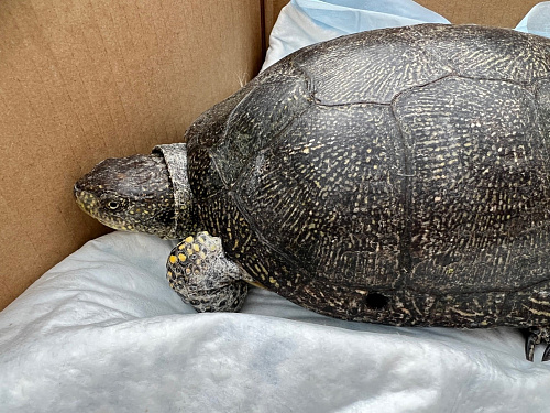 Инспекторы Уральского управления Росприроднадзора изъяли редкую Европейскую болотную черепаху