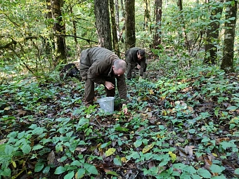 Под контролем сотрудников Южного управления Росприроднадзора в Сочинском национальном парке произведен сбор каштанов