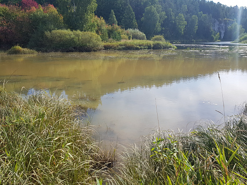Компанию «Золото Шишима» проверят на причастность к загрязнению уральских рек
