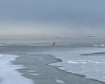В Ростовской области спасли краснокнижного пеликана