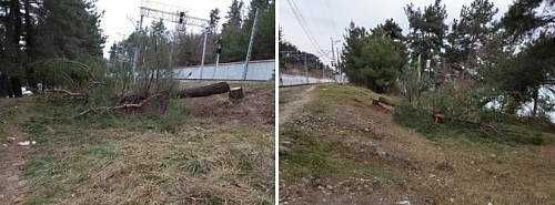 Росприроднадзор выявил факт уничтожения краснокнижного дерева в г.Сочи Краснодарского края