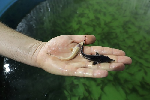 Центрально-Черноземное управление Росприроднадзора контролирует выпуск мальков краснокнижной стерляди в реку Битюг Воронежской области