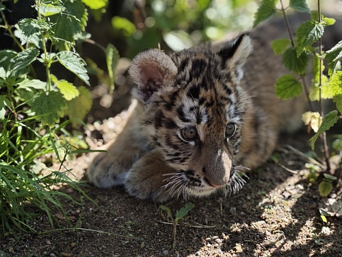 Сотрудники Росприроднадзора посетили хоспис «Дом тигра» в Ленинградской области