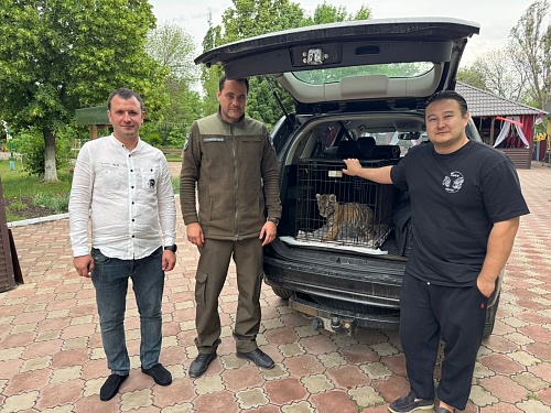 Сотрудники Приазовского управления Росприроднадзора приняли участие в спасении тигренка в ЛНР