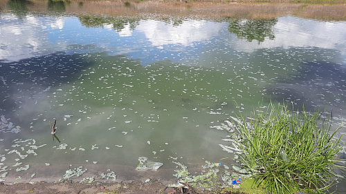 Росприроднадзор проверил информацию о заморе рыбы в реке Воронеж