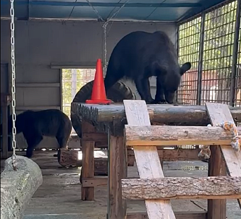 Два бурых медведя переехали в места размещения, определённые Росприроднадзором