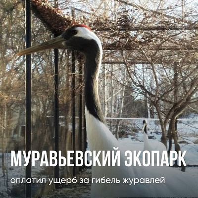 Муравьевский парк оплатил ущерб за гибель журавлей