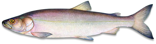 Росприроднадзором к административной ответственности привлечен гражданин за хранение и продажу краснокнижной Белорыбицы