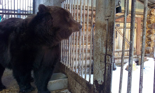 Инспекторы Уральского управления Росприроднадзора проверили условия содержания бурого медведя.