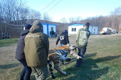 Сотрудники Росприроднадзора приняли участие в передаче амурского тигра Московскому зоопарку