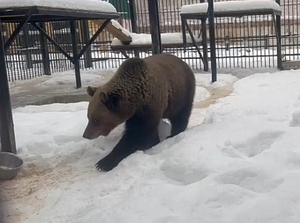 Бурая медведица Маша освоилась в новгородском зоопарке «Ноев ковчег»