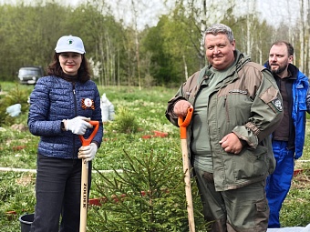 В Ленинградской области сотрудники СЗМУ Росприроднадзора приняли участие в посадке молодых елей