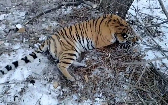 По разрешению Росприроднадзора в Приморском крае отловили двух амурских тигров