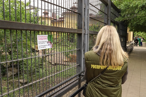 Сотрудники Центрально-Черноземного управления Росприроднадзора проверили условия содержания амурского тигра в Воронежском зоопарке