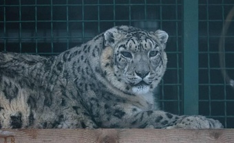 В Челябинский зоопарк передана самка снежного барса