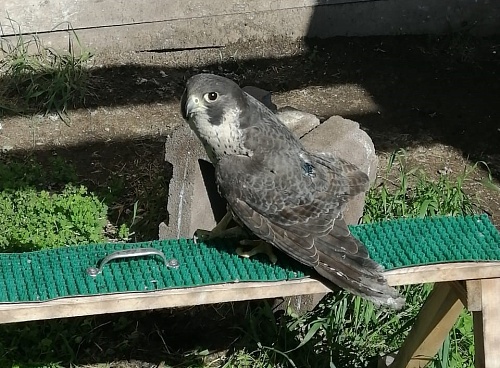 В Красноярском крае спасли краснокнижного сокола-сапсана