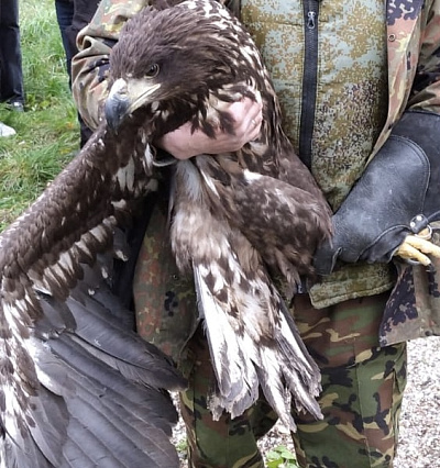 Под контролем СЗМУ Росприроднадзора в Калининградской области выпустили в природу филинов и орлана-белохвоста