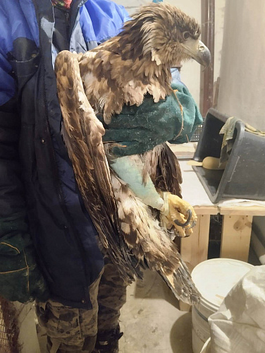 Инспекторы Росприроднадзора в Мордовии спасают краснокнижного орлана-белохвоста