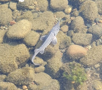 В 2025 году в Красноярском крае в Енисей выпустили более 8 млн мальков сибирского осетра