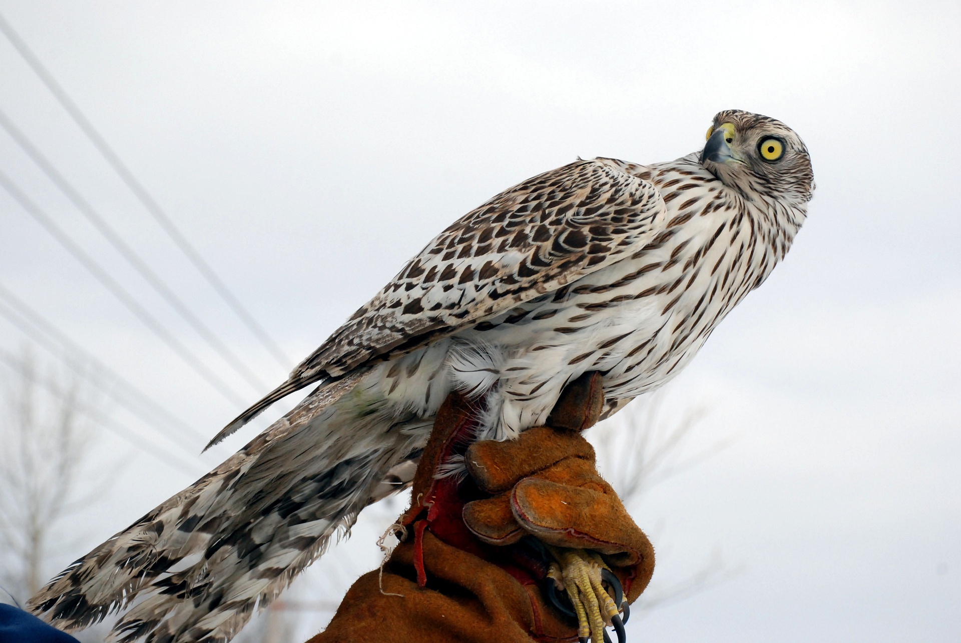 Сотрудники Росприроднадзора приняли участие в выпуске ястреба-тетеревятника в естественную среду обитания