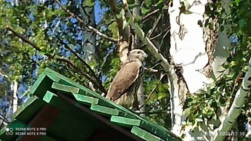 Уральский Росприроднадзор проконтролировал выпуск балобанов в природу