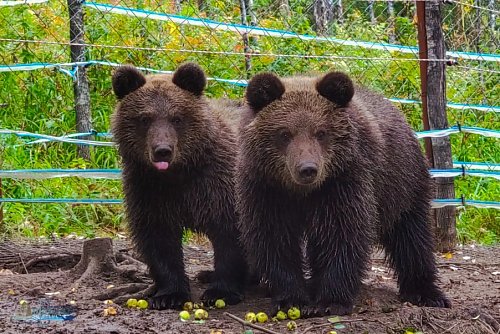 В Республике Алтай при участии Росприроднадзора в дикую природу вернулись медвежата, оставшиеся без родителей
