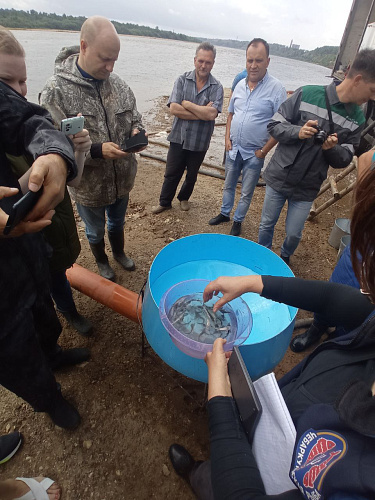 Под контролем специалистов Росприроднадзора в реку Вятка выпущена молодь стерляди камской популяции