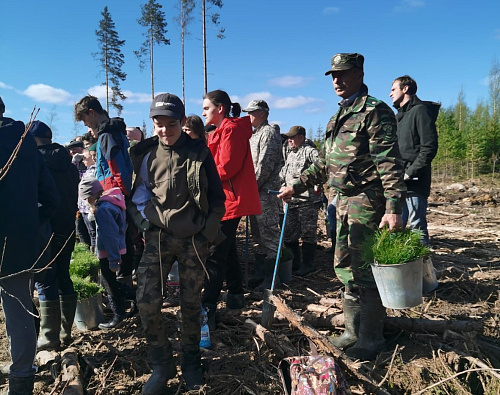 Росприроднадзор по СЗФО принял участие в Дне посадки леса