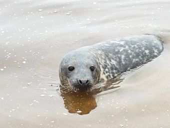 В Ленинградской области прошел второй в текущем сезоне выпуск серых тюленей