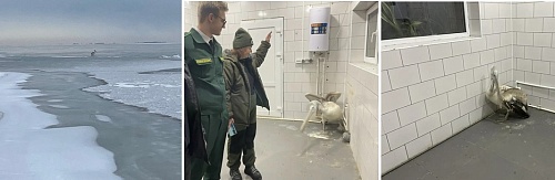 В Ростовской области инспекторы Росприроднадзора приняли участие в спасении пеликана