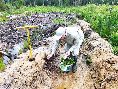 Сотрудники СЗМУ Росприроднадзора приняли участие в высадке Сада памяти в Новгородский области