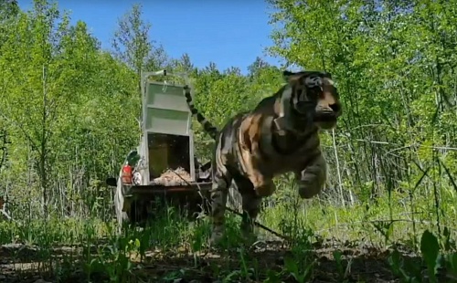 Двух амурских тигриц вернули в дикую природу