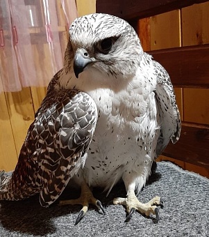 Редкого кречета спасли сотрудники Росприроднадзора в Кузбассе