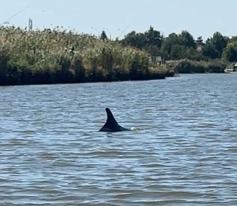 Росприроднадзор оформил повторное разрешение на изъятие афалины из реки Бейсуг