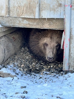 В Камчатском крае осиротевший медвежонок изъят из дикой природы
