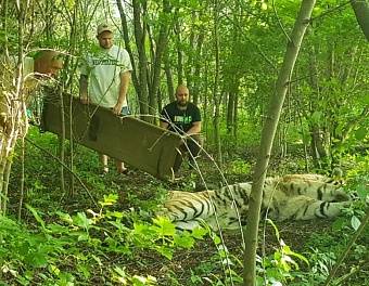 Под контролем сотрудников Росприроднадзора амурский тигр передан на содержание в Зоологический центр «Питон»
