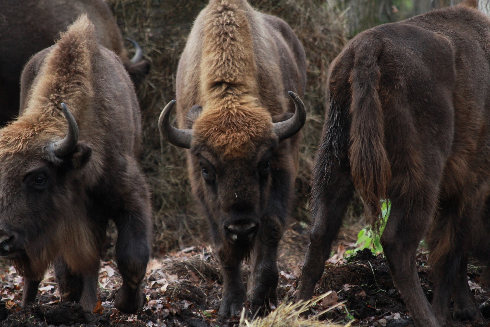 В Мордовский заповедник имени П. Г. Смидовича под контролем сотрудников Росприроднадзора прибыли 10 зубров